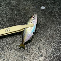 アジ