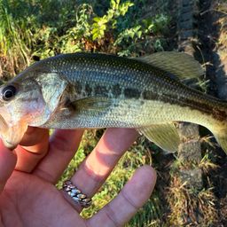 ラージマウスバス