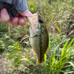 スモールマウスバス