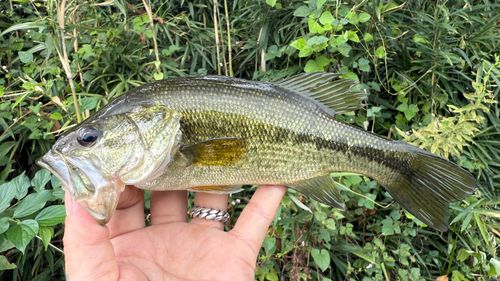 ラージマウスバスの釣果