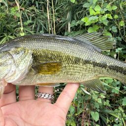 ラージマウスバス