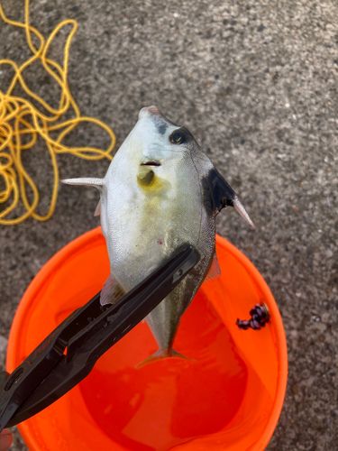 ギマの釣果
