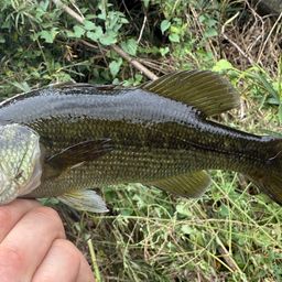 ラージマウスバス