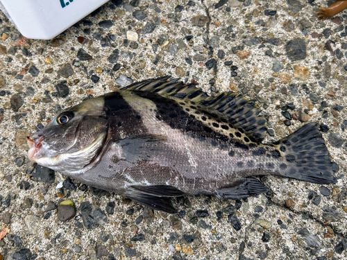コショウダイの釣果