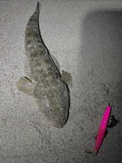 マゴチの釣果