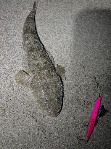 マゴチの釣果