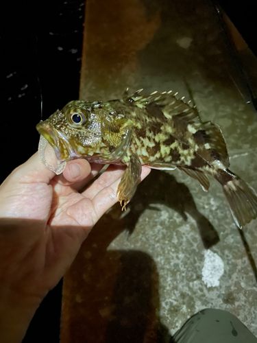 ガシラの釣果