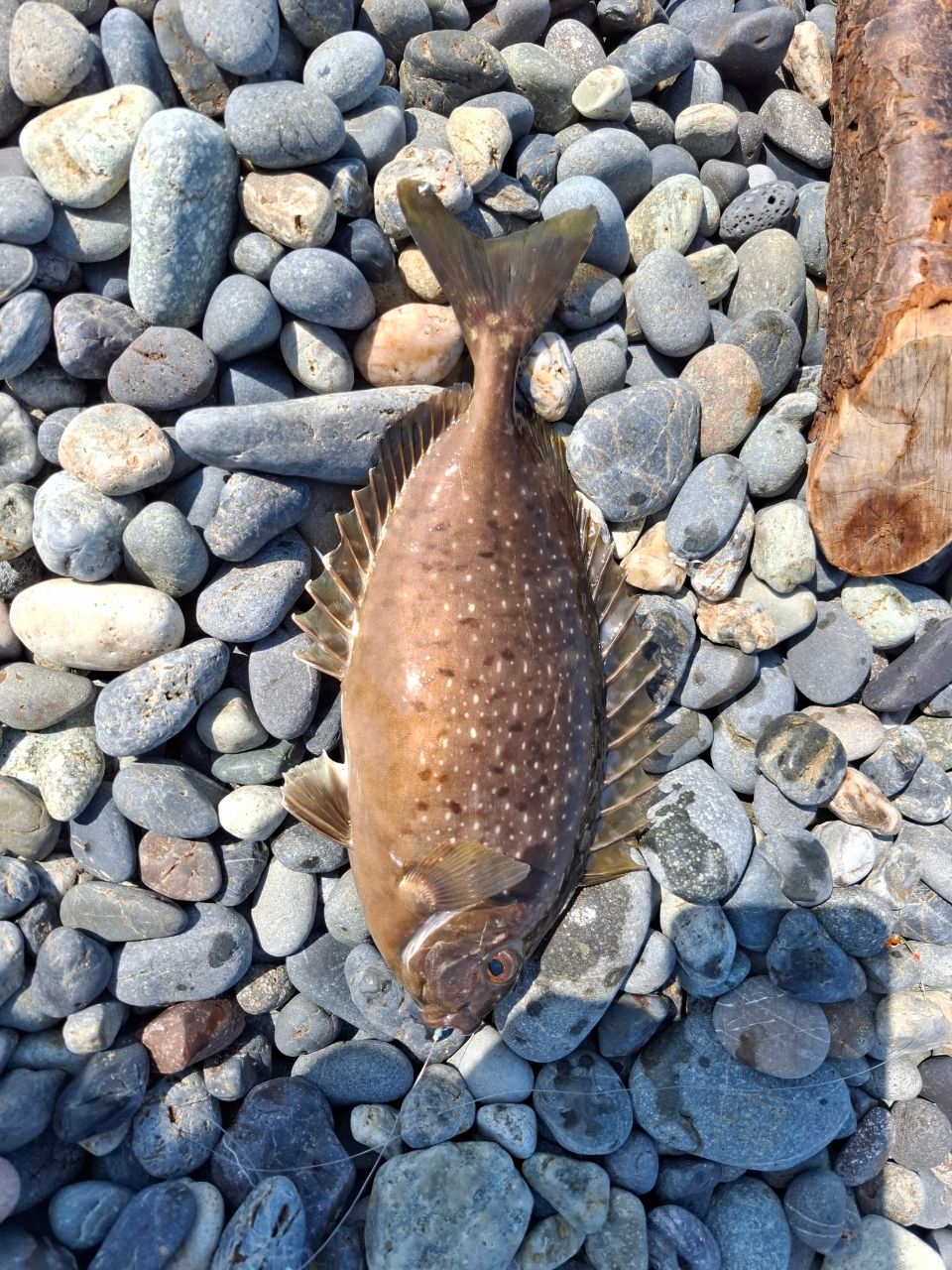 ショゴ