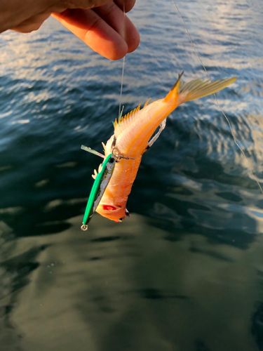オキエソの釣果