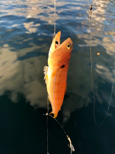 オキエソの釣果