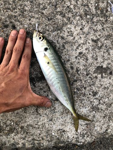 長崎湾