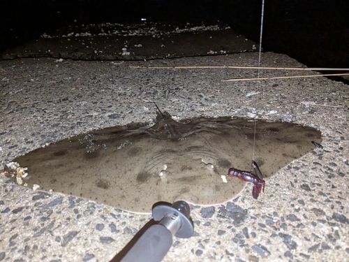 エイの釣果