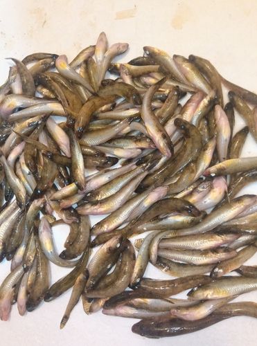 マハゼの釣果