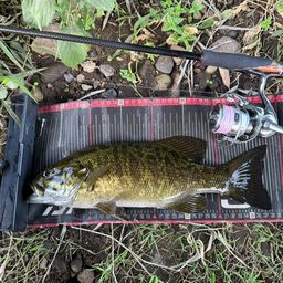 スモールマウスバス