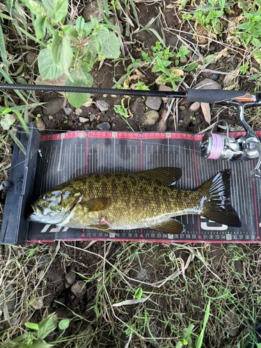スモールマウスバスの釣果