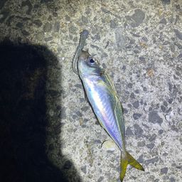 アジ