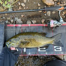 スモールマウスバス