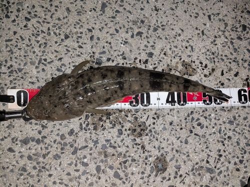 マゴチの釣果
