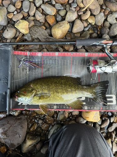スモールマウスバスの釣果