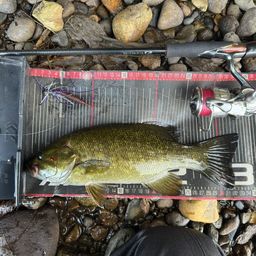 スモールマウスバス