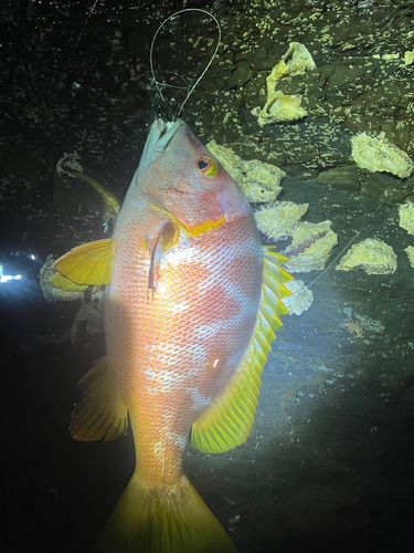 シブダイの釣果