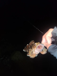 アラカブの釣果
