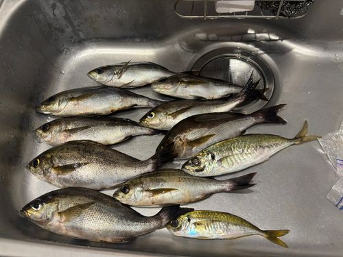 イサキの釣果