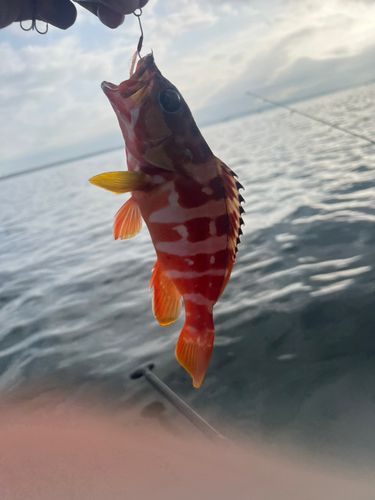 アカハタの釣果