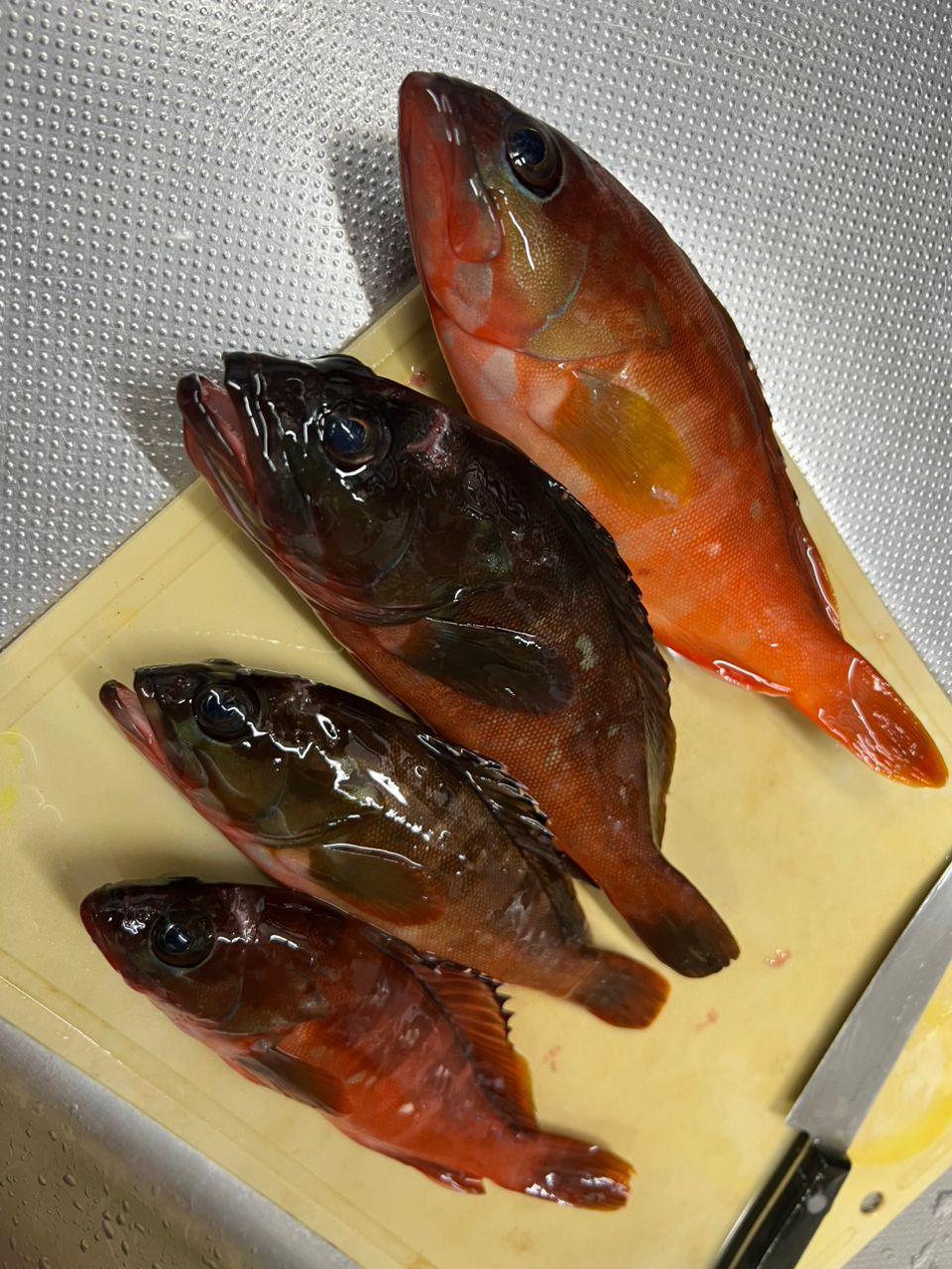 アカハタ