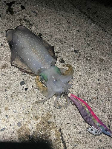 アオリイカの釣果