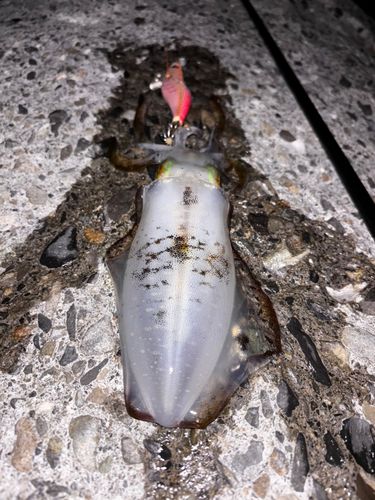 アオリイカの釣果