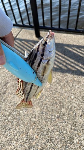 シマイサキの釣果