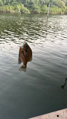 ブルーギルの釣果