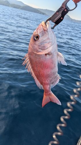 マダイの釣果