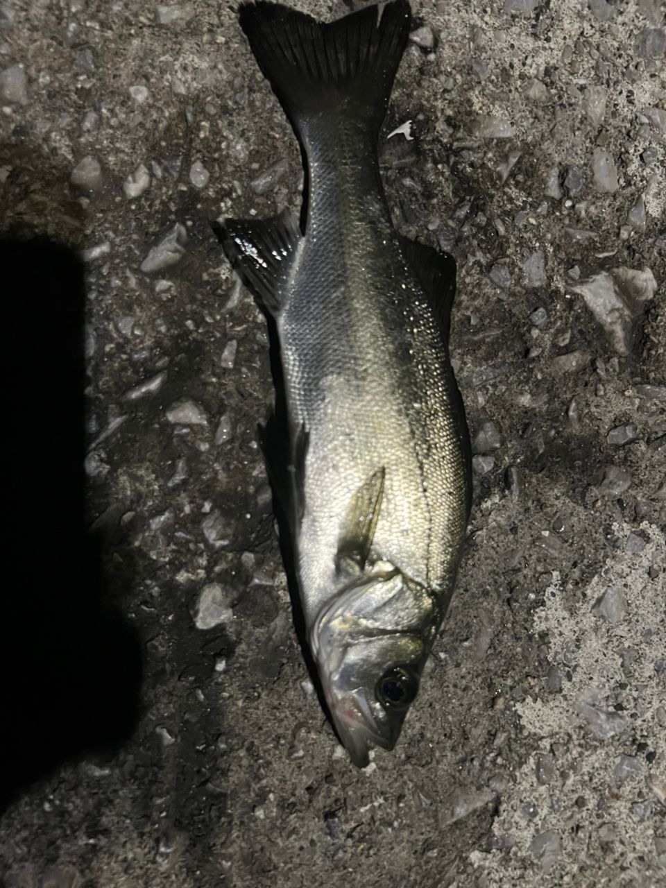 AbuGarcia ズームサファリ ZMSC-464Lの最安値・インプレ・釣果 | 本音