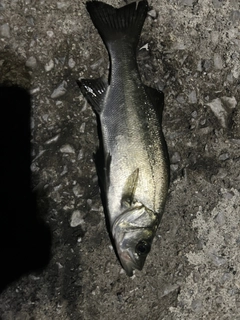 セイゴ(ヒラスズキ)の釣果