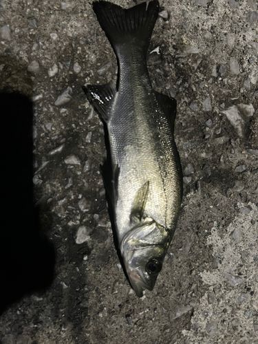 セイゴ（ヒラスズキ）の釣果