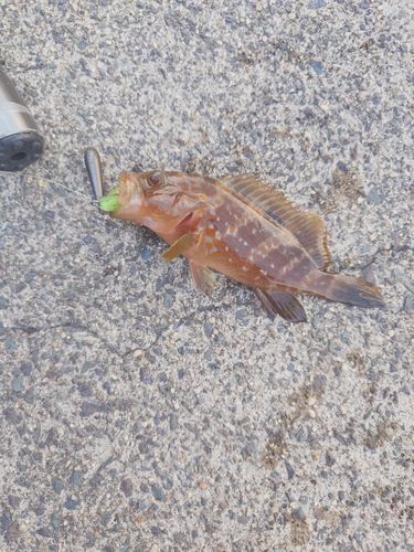アコウの釣果