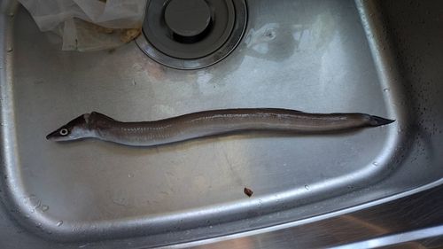 アナゴの釣果
