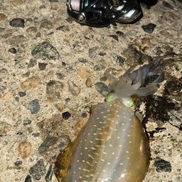 アオリイカ