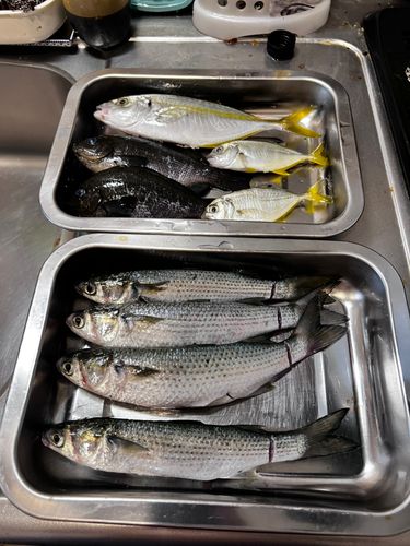 鹿島港魚釣園