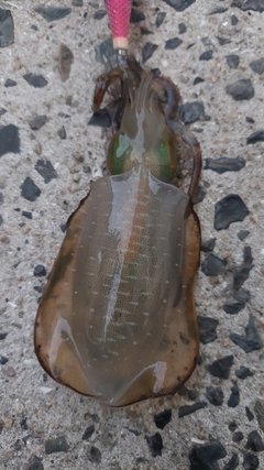 アオリイカの釣果