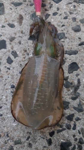 小豆島