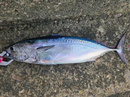 ヒラソウダの釣果