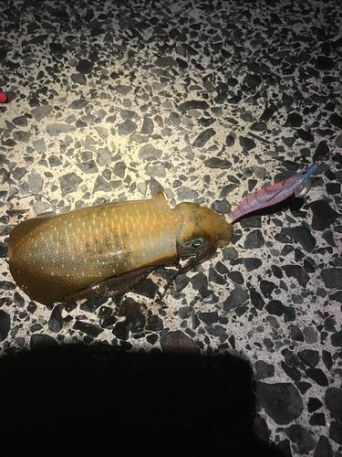 アオリイカの釣果