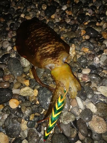 アオリイカの釣果