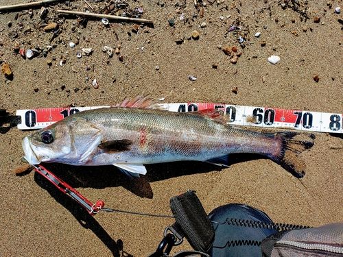 スズキの釣果