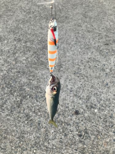 サバの釣果
