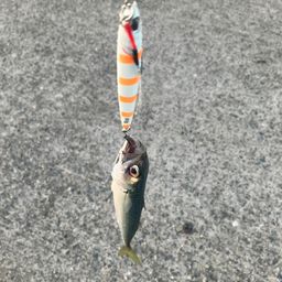 サバ