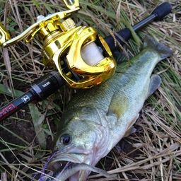 ラージマウスバス